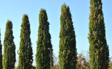 Gorun columnar 200-250cm